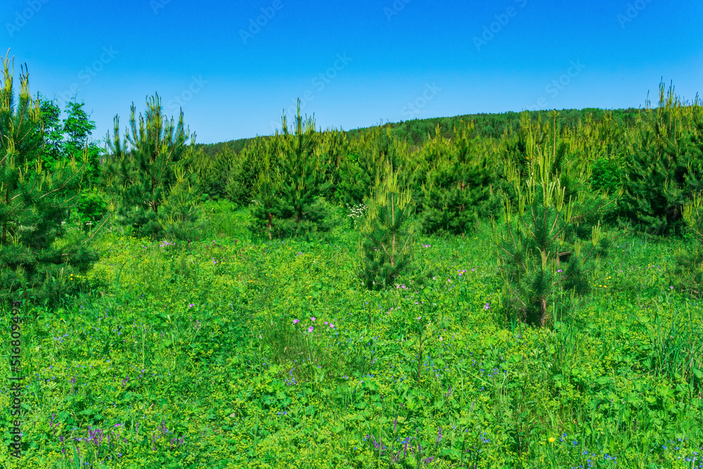 blooming transitional meadow with young spruce growth blooming transitional meadow with young spruce growth