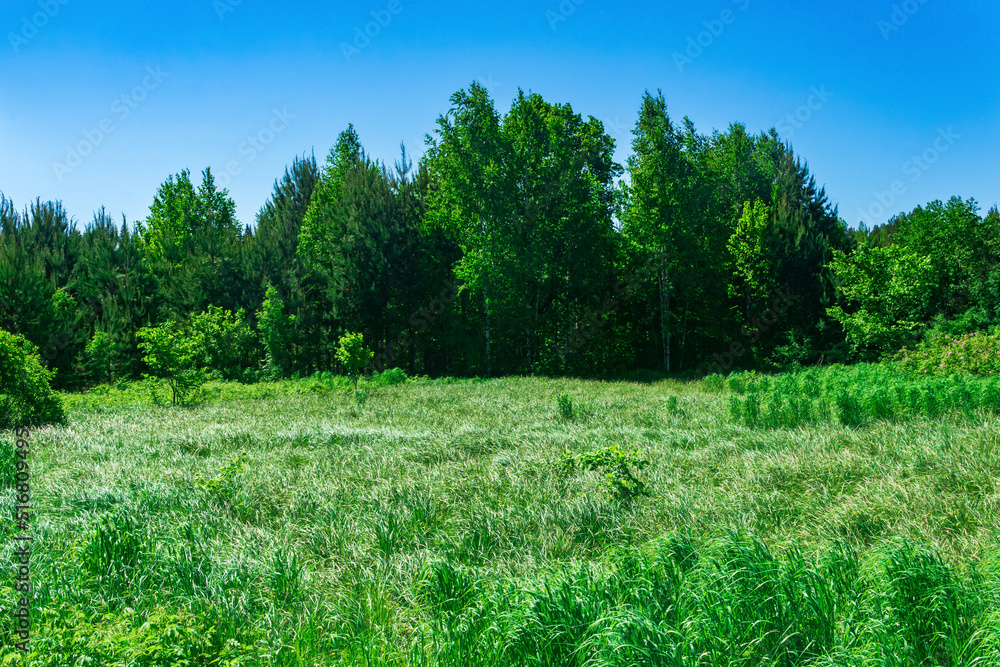 fen meadow with grass tussocks on the edge of the forest fen meadow with grass tussocks on the edge of the forest