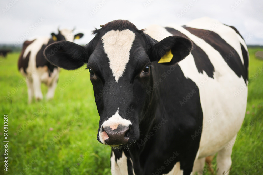 Black and white cows graze on a green meadow with lush grass.