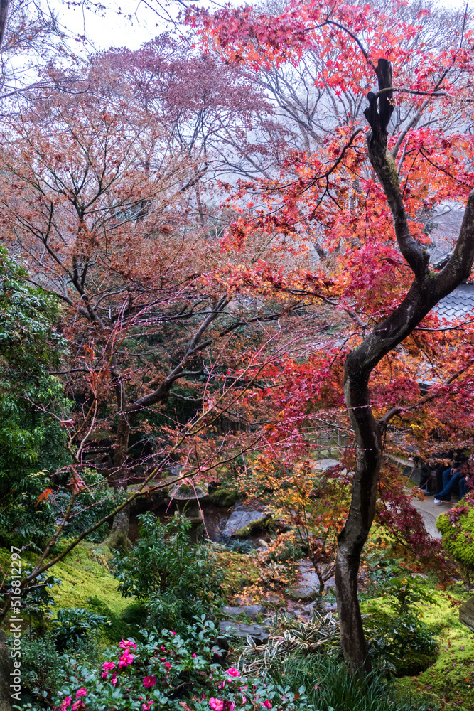 Japanese garden in autumn season at Rurikoin Temple, Kyoto, Japan Japanese garden in autumn season at Rurikoin Temple, Kyoto, Japan
