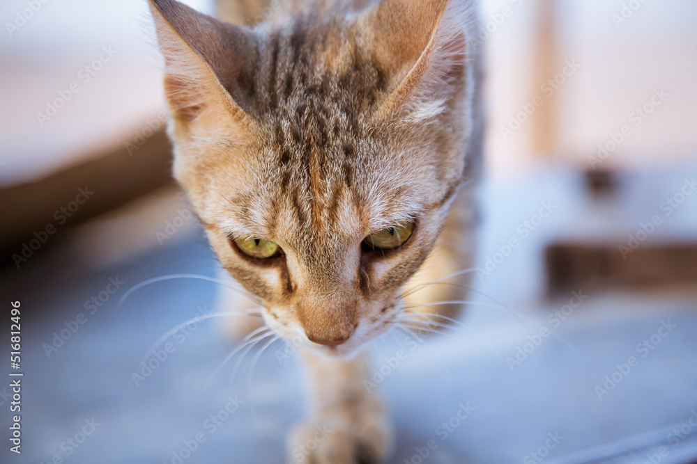 close up portrait of a cat walking towards camera