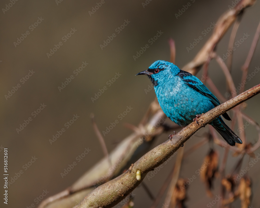 A small bird in vivid blue plumage perched on a tree branch A small bird in vivid blue plumage perched on a tree branch