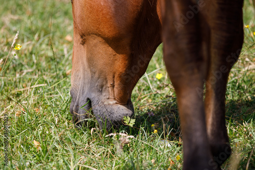 Horse eating grass close up. Head shot, from behind