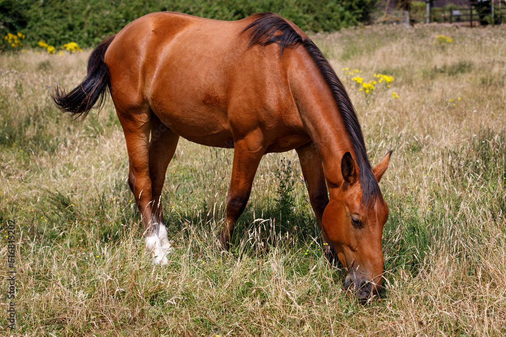 Fototapeta premium A beautiful stallion grazes on grass in warm summer light. Bay Horse. Full body close up