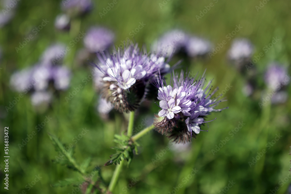 Phacelia auf dem Feld, Landwirtschaft auf der Insel Rügen Phacelia auf dem Feld, Landwirtschaft auf der Insel Rügen