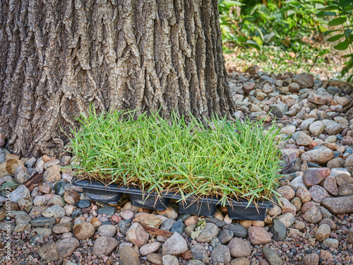 Zoysia grass plugs in a backyard ready for planting and lawn repairs and improvement. This grass is known for its ability to stand up to heat, drought and heavy foot traffic. photo