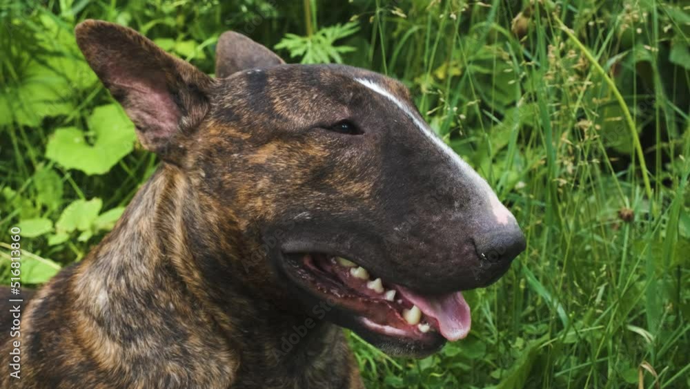 The bull terrier in a brindle color. Slow motion
The bull terrier in a brindle color. Slow motion