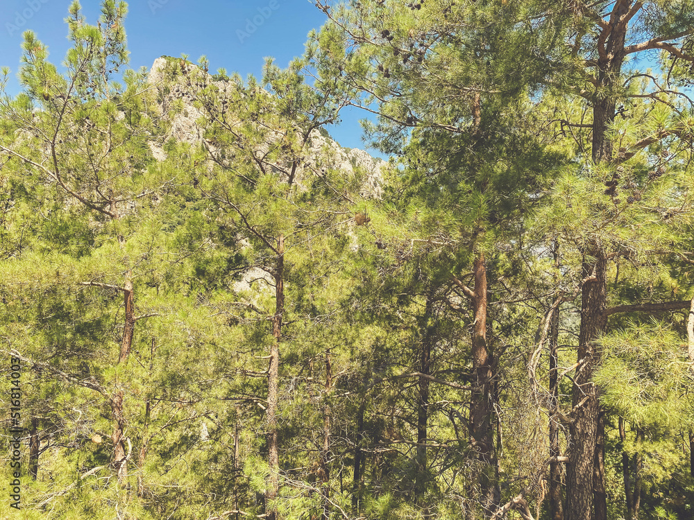 Fototapeta premium high mountain in tropical country. tall trees grow on the mountain. pine and spruce forest at a height. big green trees in the thicket