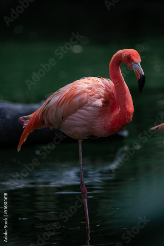 Beautiful photo of a pink flamingo swimming in a lake in Colombia