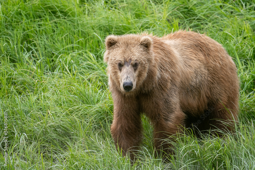Alaskan brown bear at McNeil River Alaskan brown bear at McNeil River