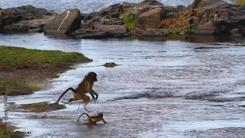 Slow motion Chacma baboon jumping across river in Kruger National park, South Africa ; Specie Papio ursinus family of Cercopithecidae photo
