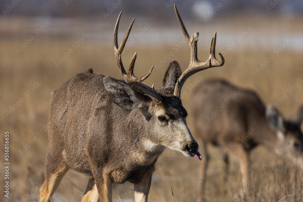 How Rude! Mule Deer sticking its tongue out. StockFoto Adobe Stock