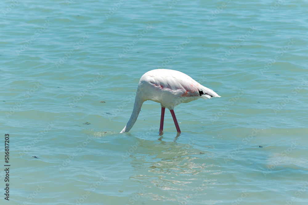 Beautiful flamingo on blue lagoon of