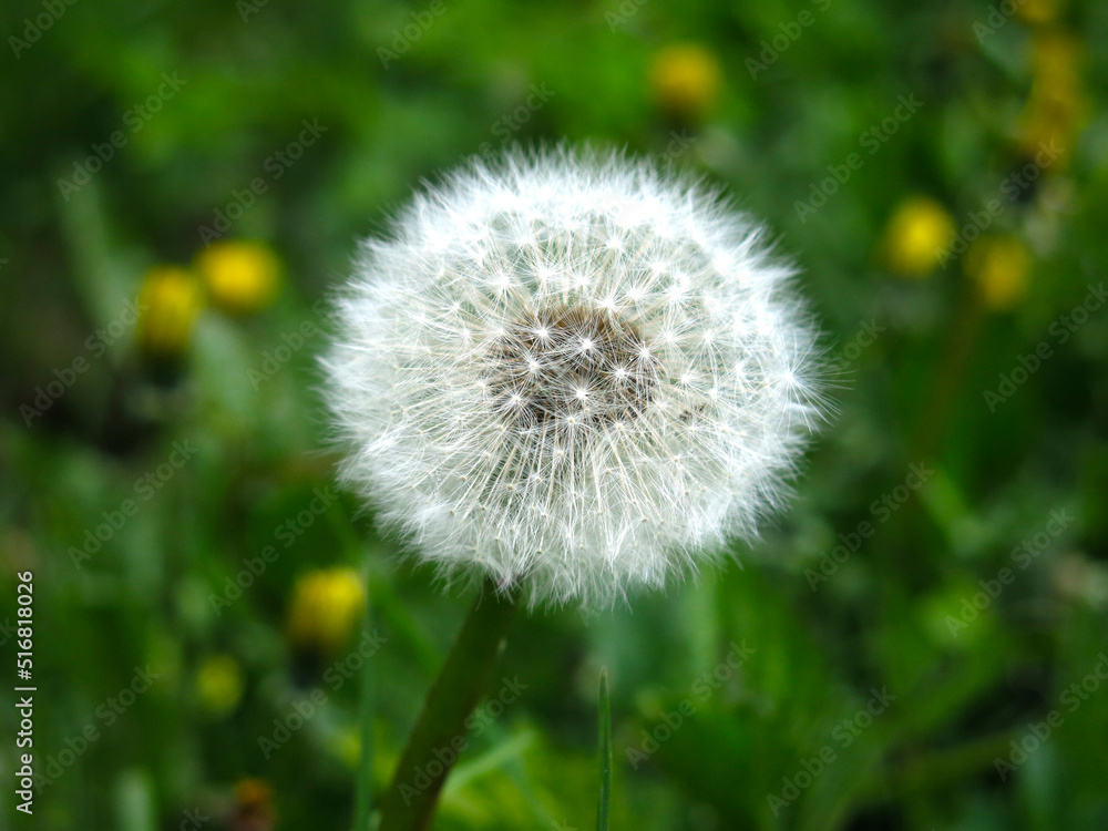 white fluffy dandelion is ready to sow seeds in the wind white fluffy dandelion is ready to sow seeds in the wind