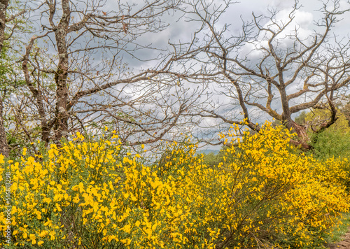 Spring - shrubs blooming with yellow flowers.