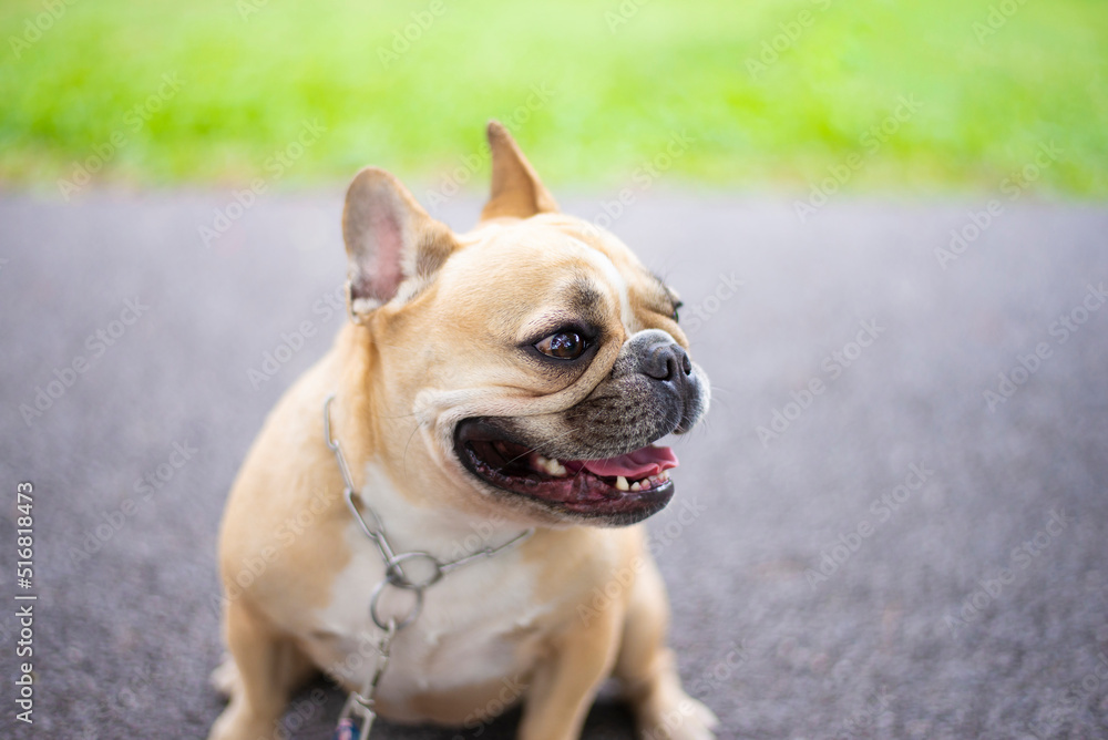 French Bulldog Pet Face and Gesture French Bulldog Pet Face and Gesture