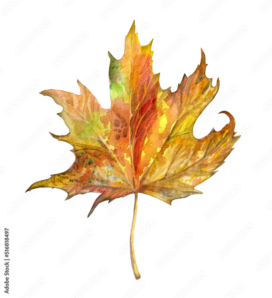 Maple leaf isolated on white. Watercolor illustration. Maple leaf isolated on white. Watercolor illustration.