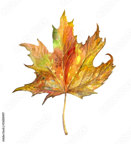 Wallpaper Mural Maple leaf isolated on white. Watercolor illustration. Torontodigital.ca