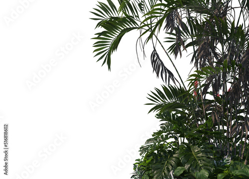 Tropical plants on a white background