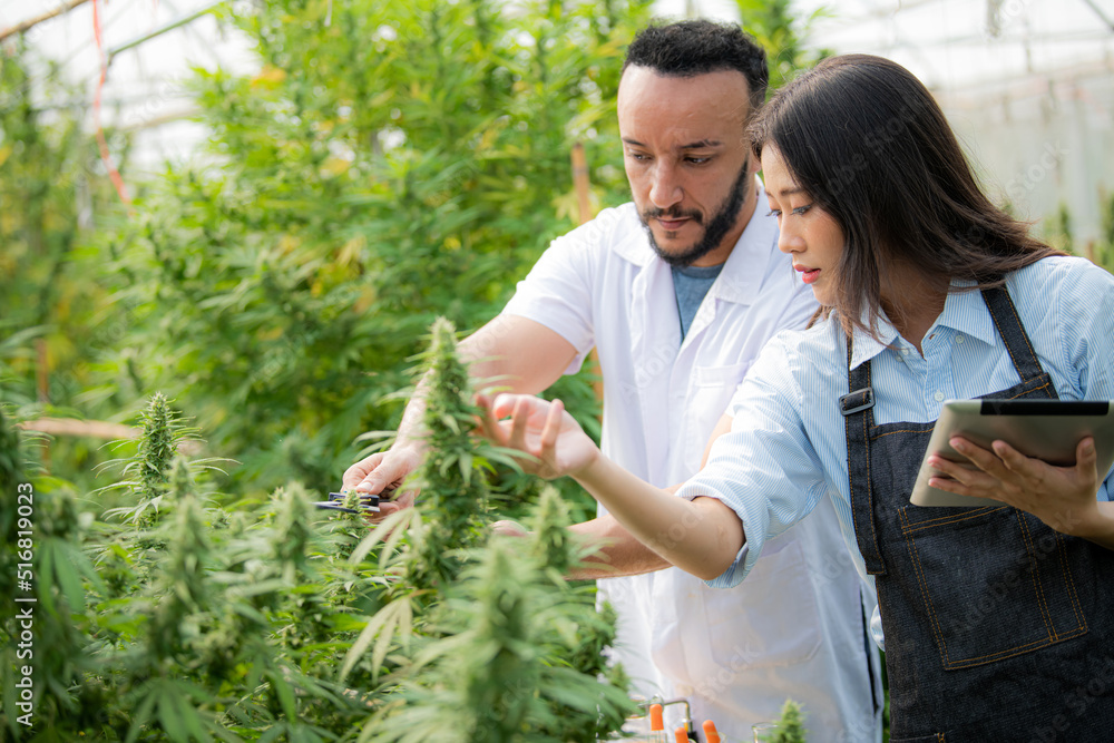 Obraz premium Farmers are pruning or cutting cannabis shoots in greenhouse farms.