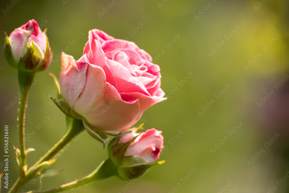 Pink rose bud on green background with space for text