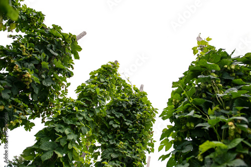 hop garden isolated on white background photo