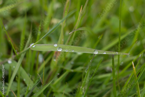 Fresh grass with dew drops closeup, water droplets on leaf after rain.