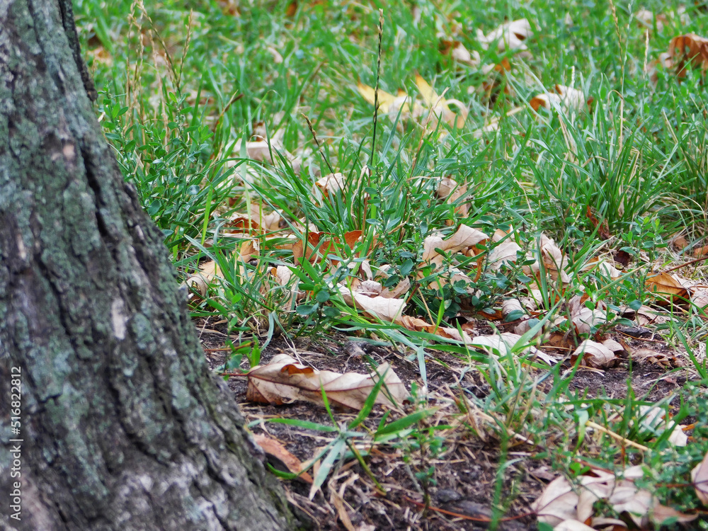 Fallen yellow leaves in the grass near the tree. Fallen yellow leaves in the grass near the tree.