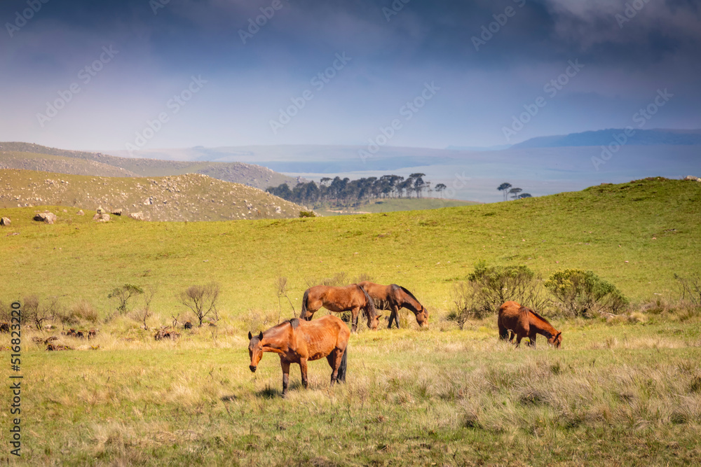 Horses in Rio Grande do Sul pampa, Southern Brazil countryside
