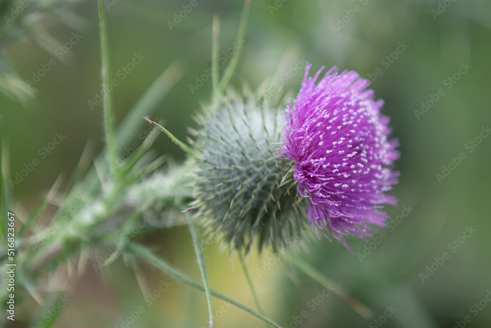 thistle flower in bloom thistle flower in bloom