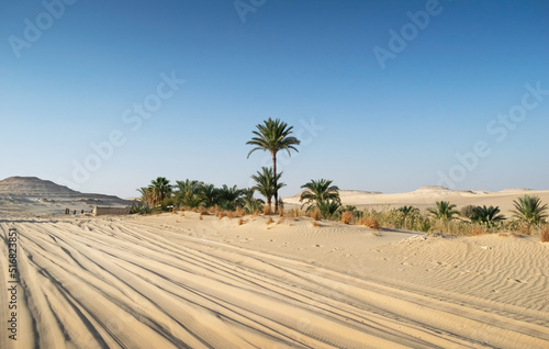 Palm trees and  Sands  mountains in the desert at Siwa oasis Egypt 