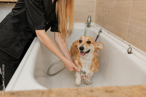 Professional skilled groomer carefully wash the funny Welsh Corgi Pembroke dog in bath, before grooming procedure