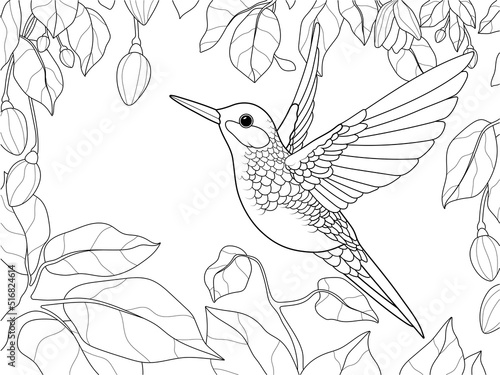 Bird, hummingbird in a blooming garden. Vector, page for printable children coloring book. photo