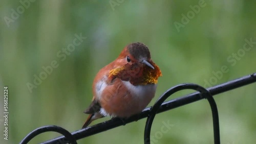 Rufous Hummingbird sits under cover protected from rain behind him, flashes gorget, rests little chest breathing, then flies away 