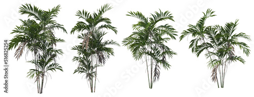 Tropical Trees & Plants Split up On a white background