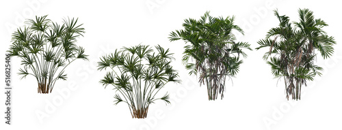 Tropical Trees & Plants Split up On a white background