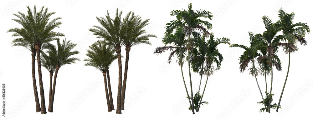 Tropical Trees & Plants Split up On a white background - obrazy, fototapety, plakaty 