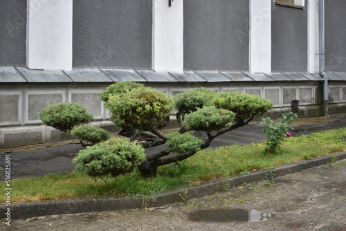 A small bonsai tree grows near the wall of the temple photo