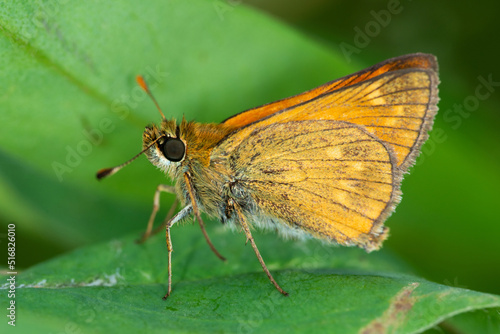 Butterfly Small skipper (Thymelicus sylvestris)