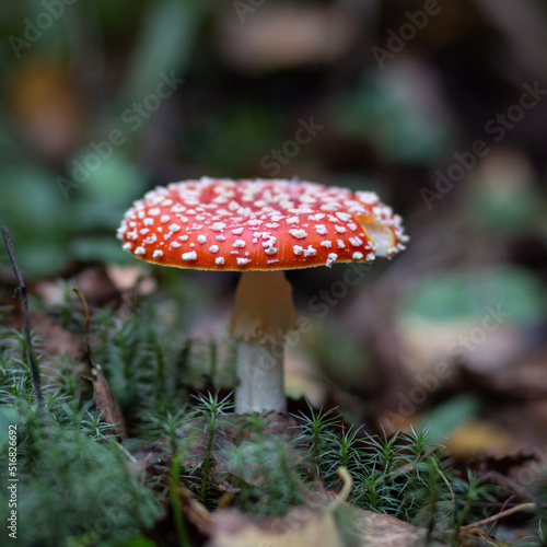 Fly agaric red. Red poisonous fly agaric in the forest. Close-up.