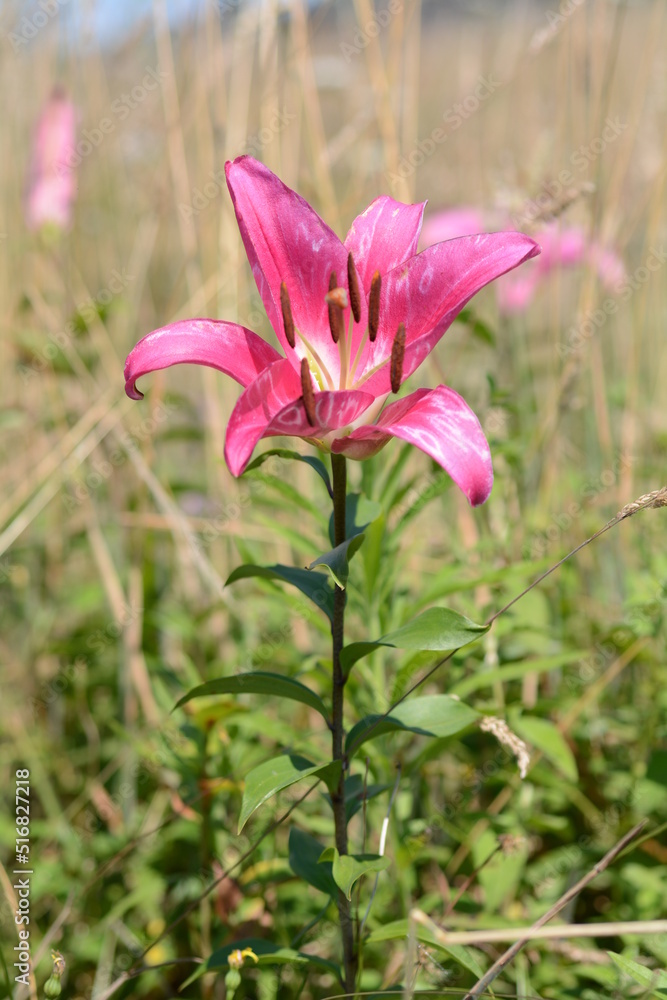 Fototapeta premium Beautiful pink lily flowers blooming in the garden