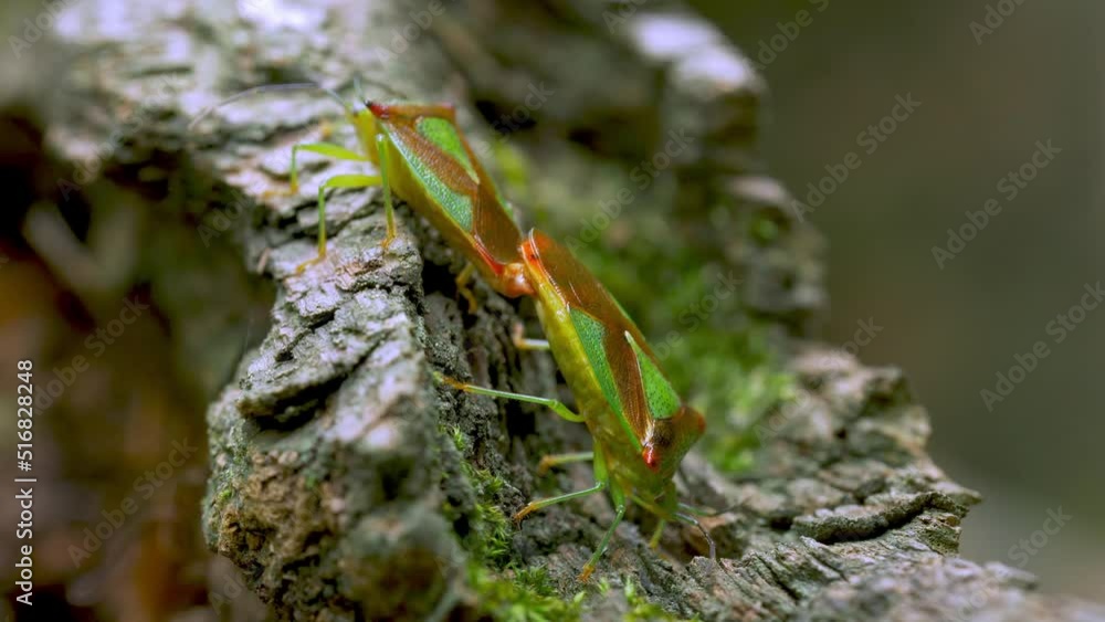 Beetles Stink Bug Mating On Green Tree Beetles Stink Bug Mating On Green Tree