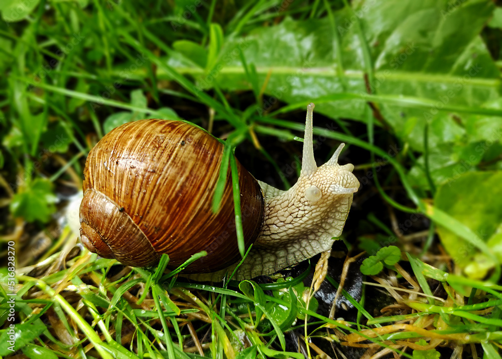 A large grape snail crawls slowly through the green grass A large grape snail crawls slowly through the green grass
