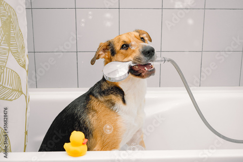 A cute funny domestic mongrel or outbred dog taking a shower with bubbles and foam and yellow rubber duck. Pets care, grooming. © Regina
