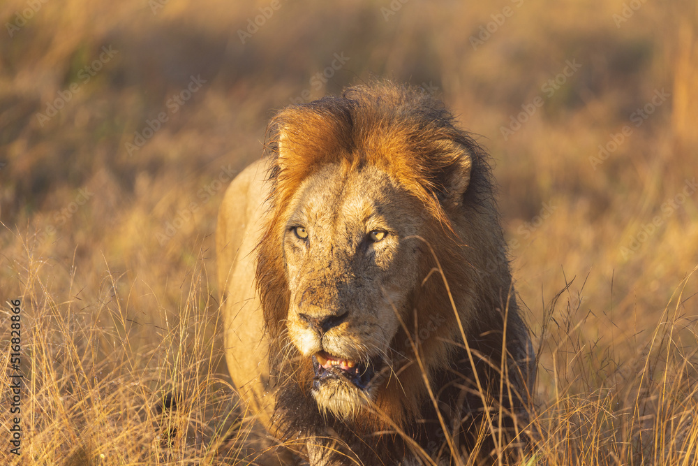 Male adult lion in grass sunrise