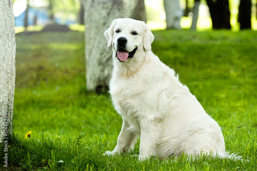 Young ritweaver on a walk in the park on a sunny summer day. Large breed dog in nature