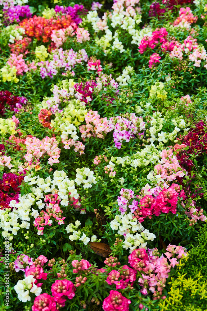 Snapdragon flowers in bloom. Multi colored Antirrhinum flowers close up. High quality photo