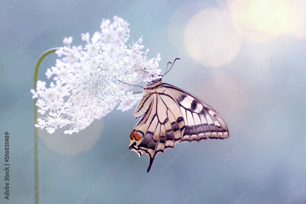 Motyl - Paź królowej - (Papilio machaon) - obrazy, fototapety, plakaty 