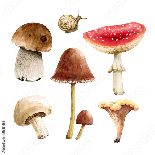 set of watercolor illustrations forest mushrooms on a white background, hand painted.