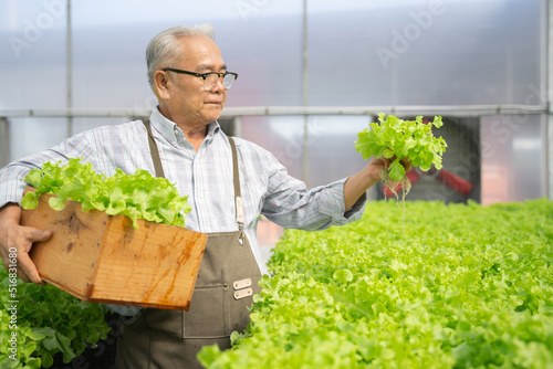 Senior Asian man harvest vegetables hydroponic. Hydroponics greenhouse farm organic fresh harvested vegetables concept